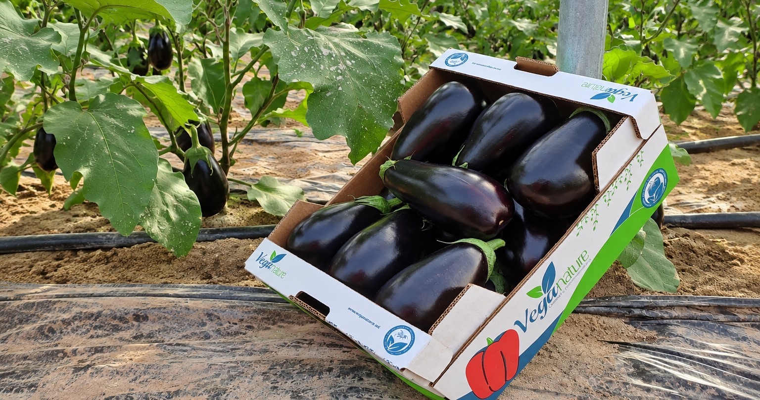 Berenjenas recién recogidas en caja Veganature